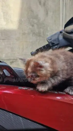 Kitten - Cat