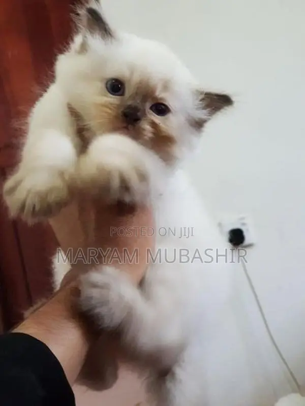 Himalayan Kitten