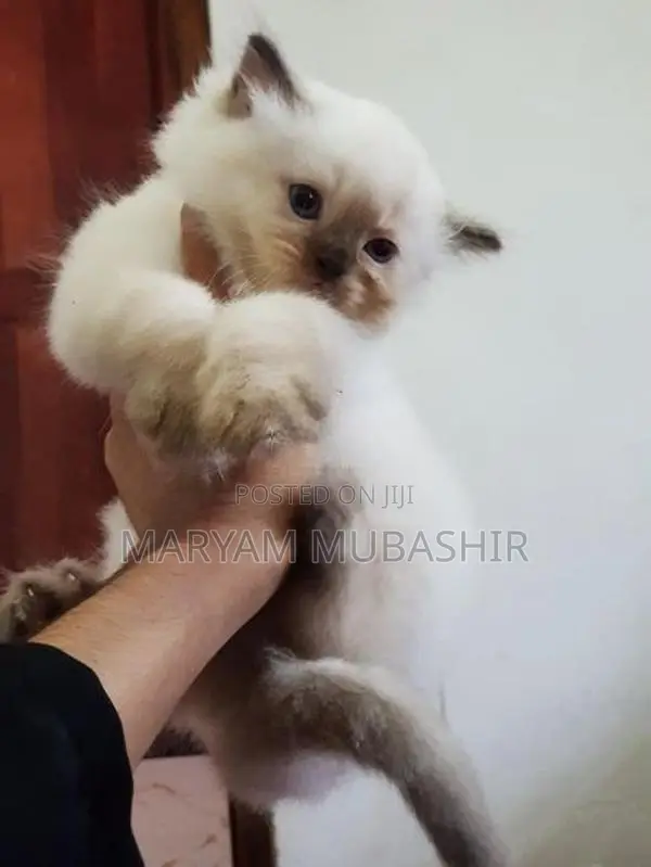 Himalayan Kitten