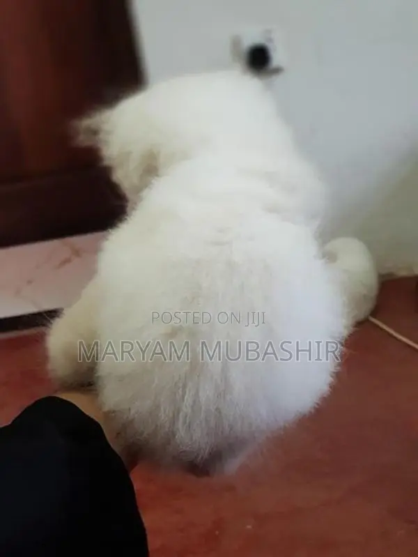 Himalayan Kitten