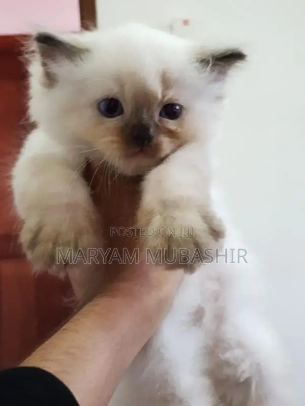 Himalayan Kitten