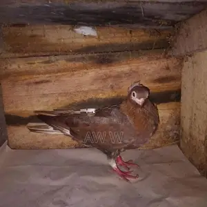 පරවියන්