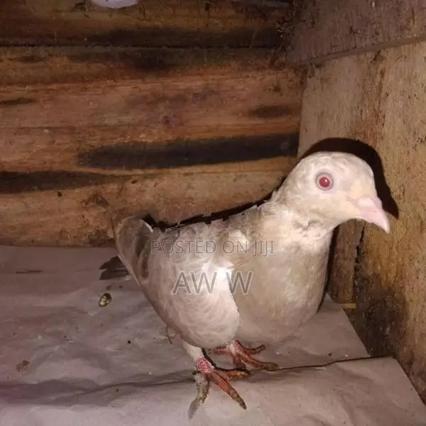 පරවියන්