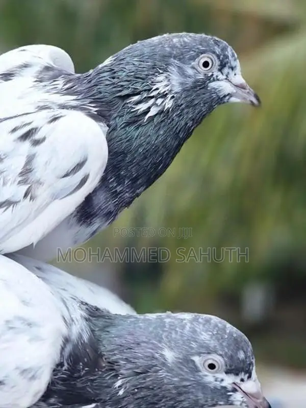 Pigeons