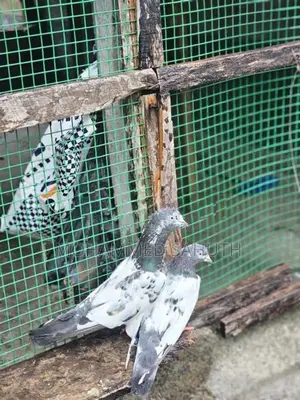 Pigeons