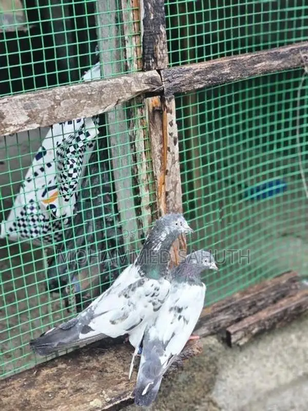 Pigeons