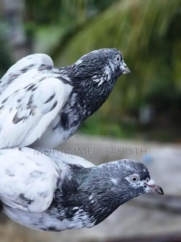 Pigeons