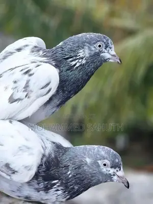 Pigeons