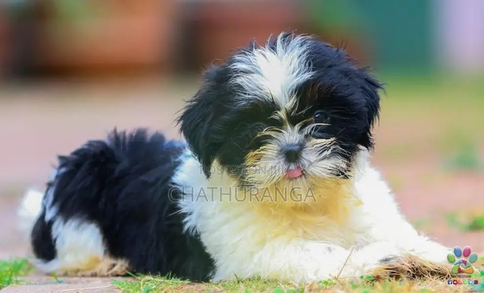 Shit Tzu Puppies