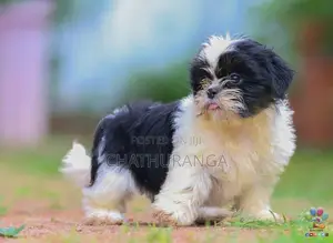 Shit Tzu Puppies