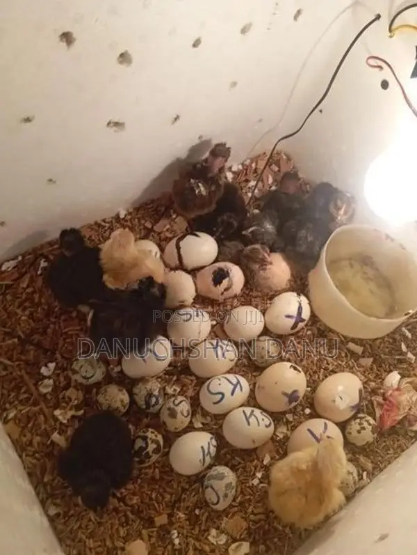 இங்கு பேட்டார்
