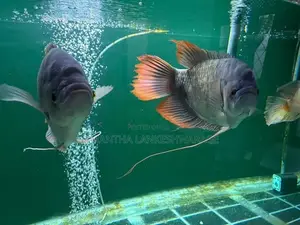 Redfin Giant Gourami