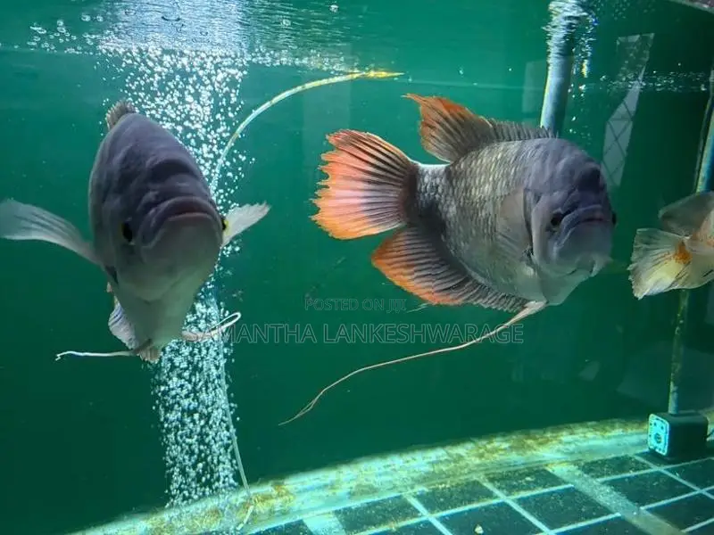 Redfin Giant Gourami