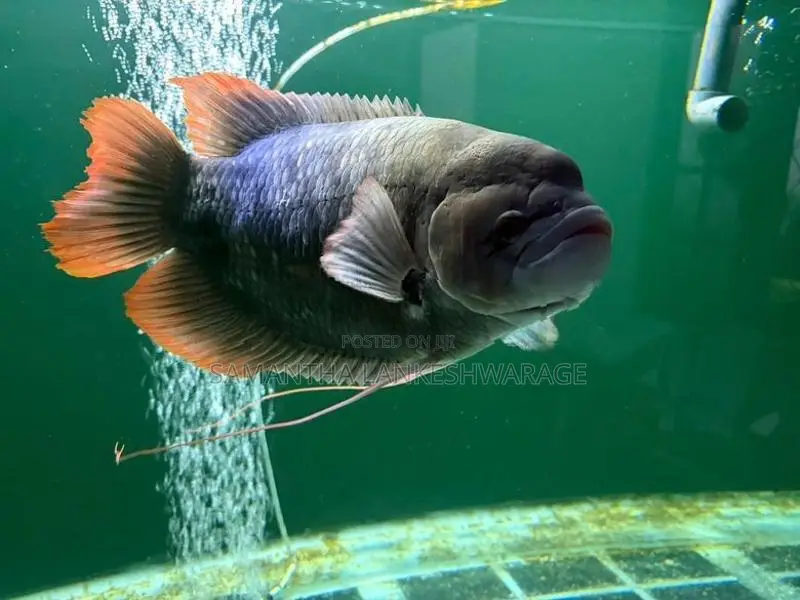 Redfin Giant Gourami