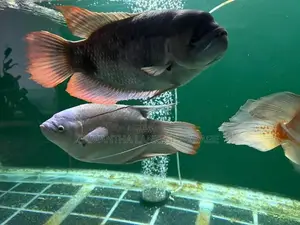 Redfin Giant Gourami