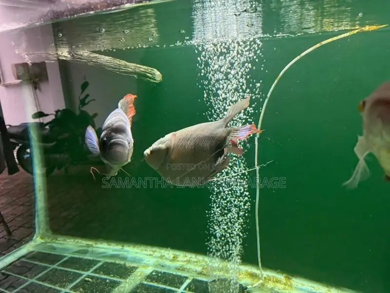 Redfin Giant Gourami
