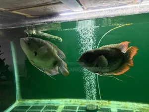 Redfin Giant Gourami