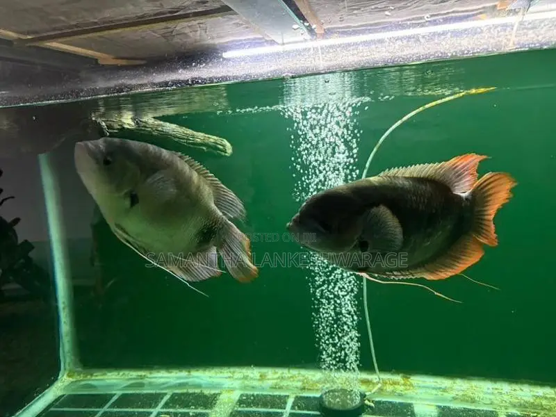 Redfin Giant Gourami