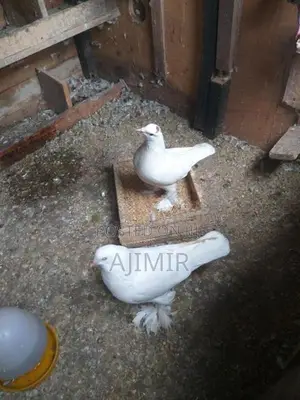 Pigeon