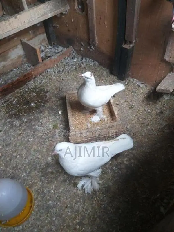 Pigeon