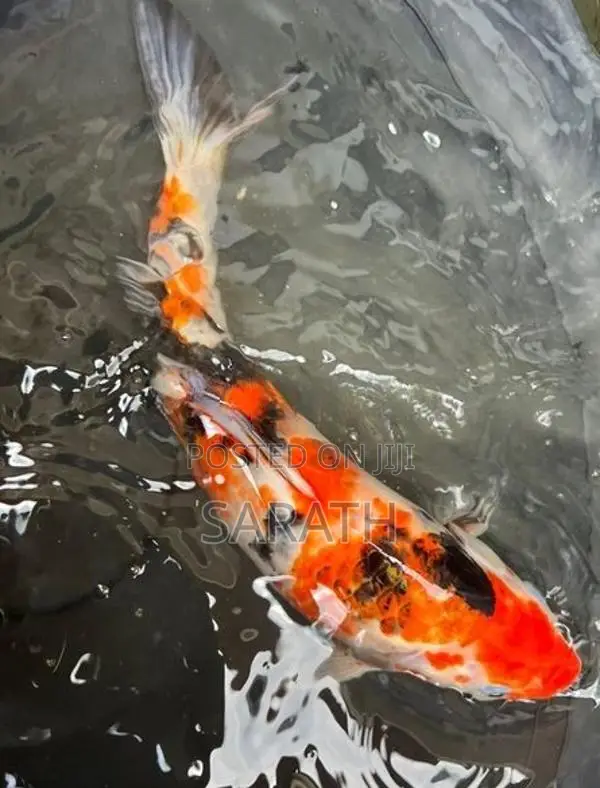 Koi 14 Inches