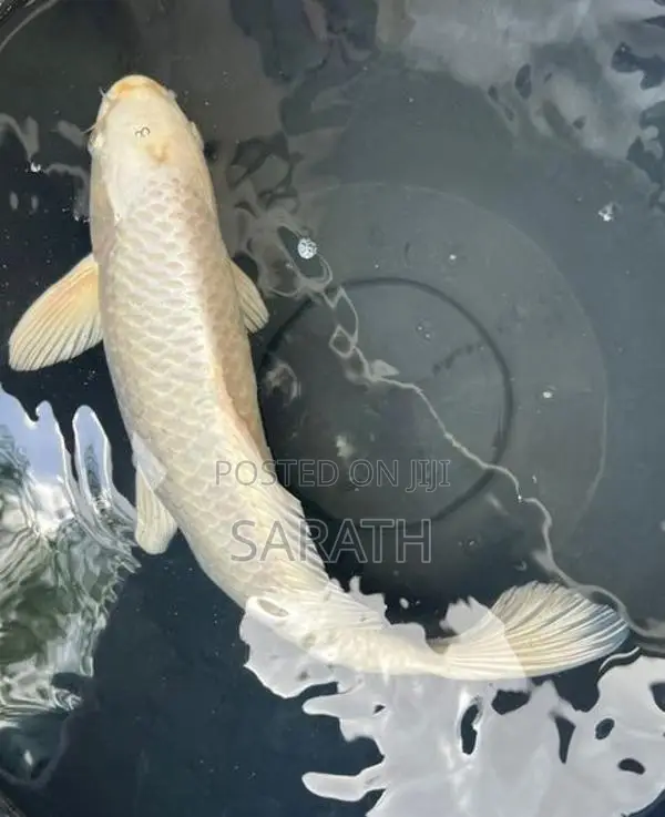 Koi 14 Inches