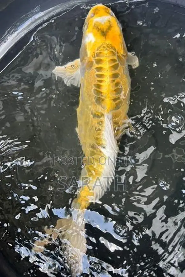 Koi 14 Inches