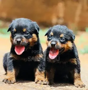 Rottweiler