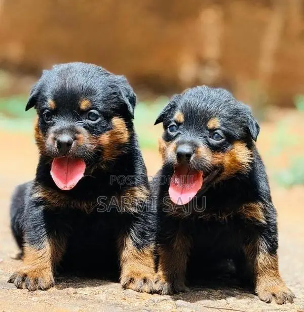 Rottweiler