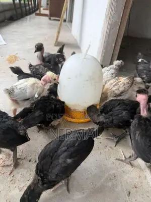 ගම් කුකුල් පැටව් Gam Kukullu Hens