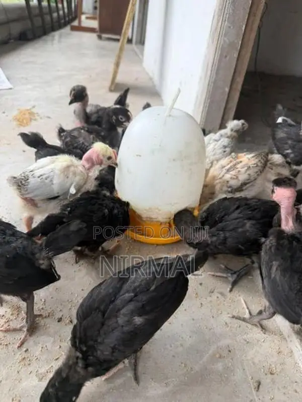 ගම් කුකුල් පැටව් Gam Kukullu Hens