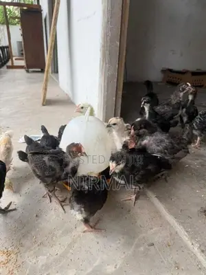 ගම් කුකුල් පැටව් Gam Kukullu Hens
