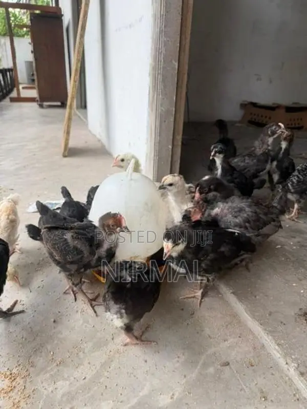 ගම් කුකුල් පැටව් Gam Kukullu Hens