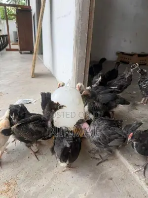 ගම් කුකුල් පැටව් Gam Kukullu Hens