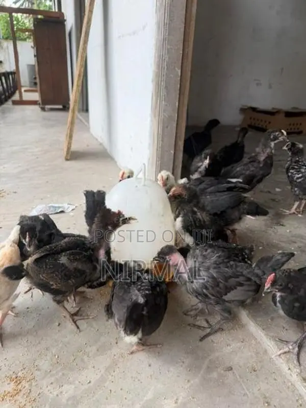 ගම් කුකුල් පැටව් Gam Kukullu Hens