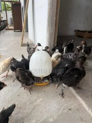 ගම් කුකුල් පැටව් Gam Kukullu Hens