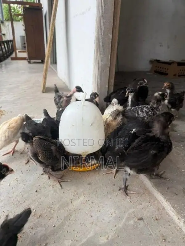 ගම් කුකුල් පැටව් Gam Kukullu Hens