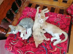 Domestic Shorthair