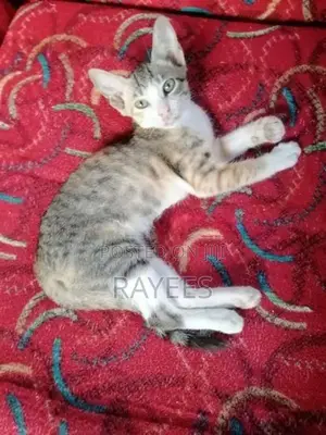 Domestic Shorthair
