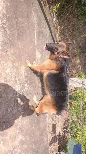 German Shepherd Long Coat