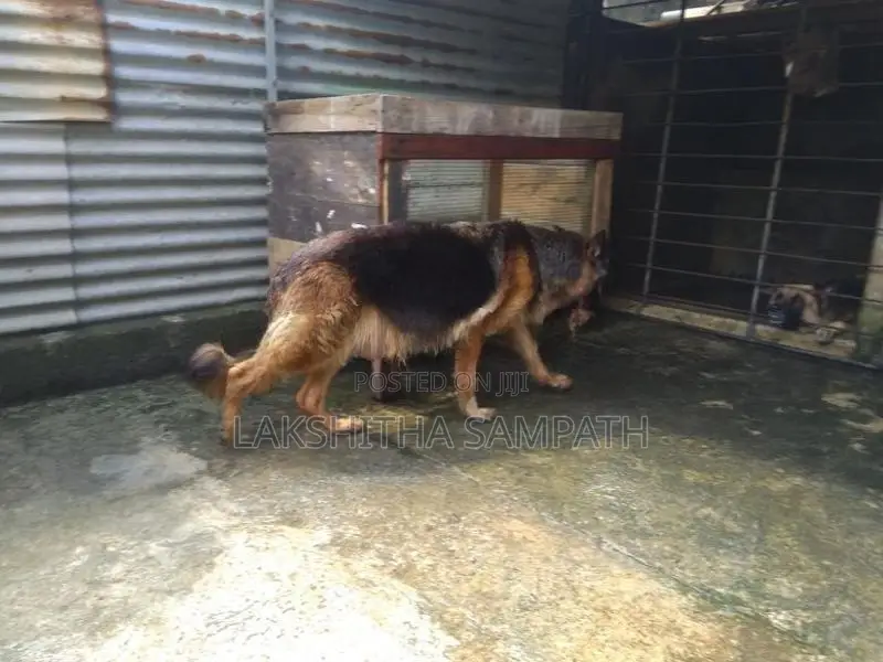 German Shepherd Long Coat