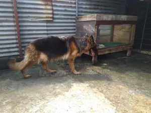 German Shepherd Long Coat
