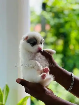 Pomanariyan Dog