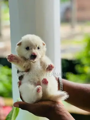 Pomanariyan Dog
