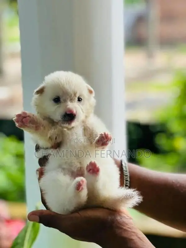 Pomanariyan Dog