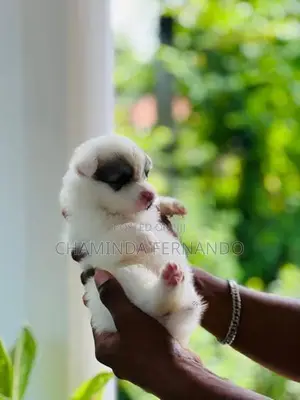 Pomanariyan Dog