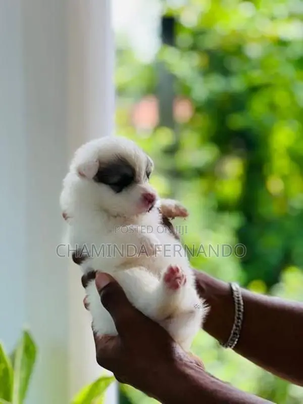 Pomanariyan Dog