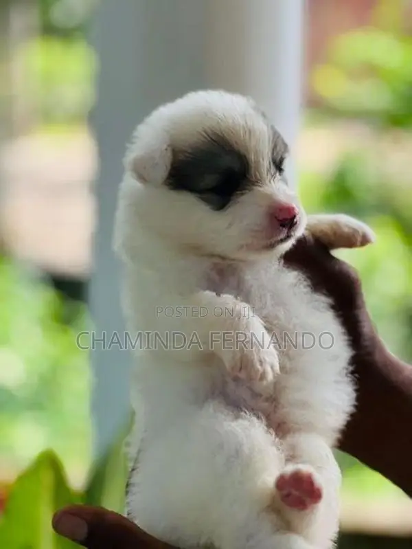 Pomanariyan Dog