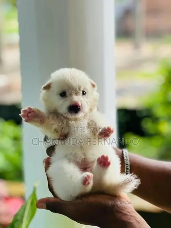 Pomanariyan Dog