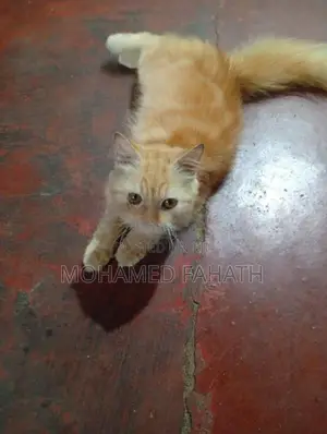 Persian Cat